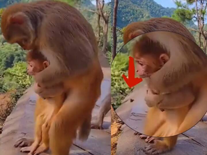monkey saves its baby with heimlich maneuver left netizens in shock and surprise Viral Video : ”தடைகள் எதையும் மகனே வென்று வா” : குட்டியை காப்பாற்றிய தாய்க்குரங்கு.. நெகிழ்த்திய வைரல் வீடியோ