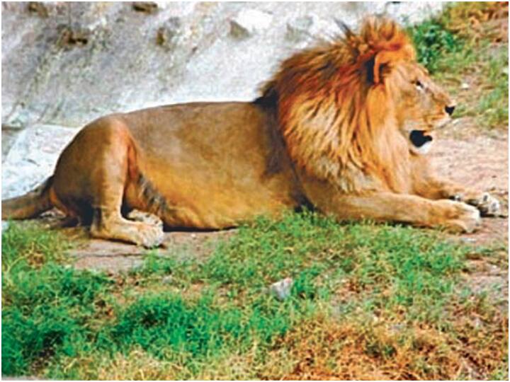 World Lion Day 2022 : Asiatic lions only in Gujarat Gir National Park, Today celebration in schools and collages World Lion Day 2022 : આખા વિશ્વમાં એશિયાઇ સિંહ ફ્કત ગુજરાતમાં, આજે થશે ઉજવણી