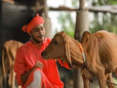 Animal Husbandry: बीमार होने से पहले पशु देते हैं ये संकेत, ऐसे करें संक्रमित पशुओं की देखभाल