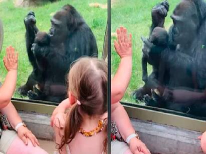 Viral Video: Gorilla Shows Off Baby To Visitors At Zoo In Canada Viral Video : ”தடைகள் எதையும் மகனே வென்று வா” : நெற்றி முத்தமிட்டு குட்டியை காட்டிய கொரில்லா.. வைரல் வீடியோ