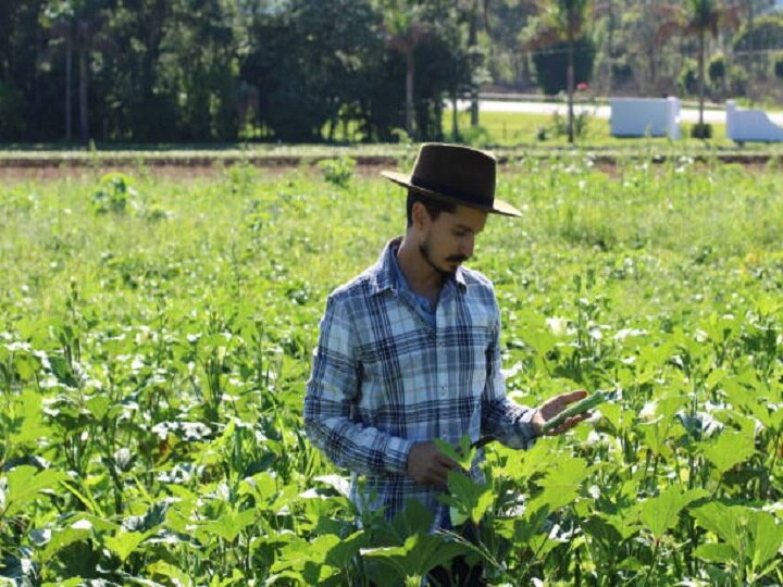 Farming Technique: इस विधि से भिंडी उगाकर समृद्ध हो रहे हैं यूपी के किसान, समय से पहले मिल जाती हैं भिंडी की पैदावार