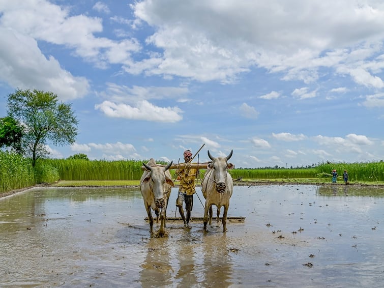 Farming Techniques: Do this farming by hands and avoiding machine farming for better result Farming Techniques: મશીનથી નહીં હાથથી કરો આ પાકની કાપણી, મળશે અઢળક ફાયદો