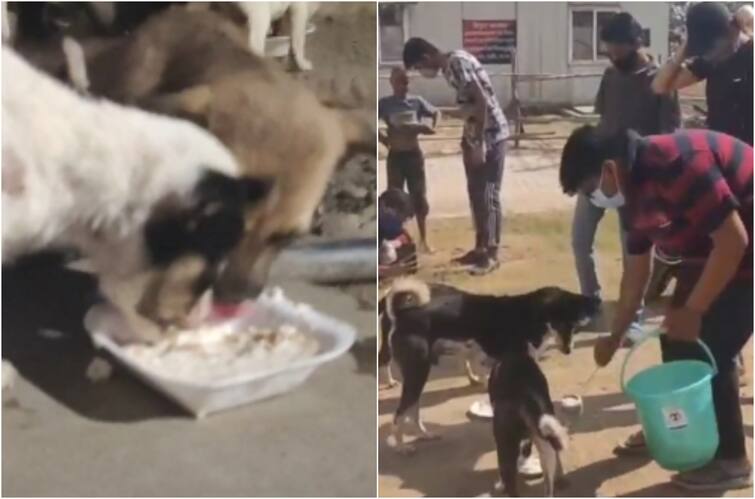 This group feeds unclaimed dogs daily in Patna, wears a radium strap to protect them from accidents मिसाल: पटना में रोजाना लावारिस कुत्तों को खाना खिलाता है ये ग्रुप, हादसे से बचाने के लिए पहनाते हैं रेडियम का पट्टा