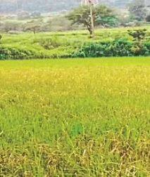 रत्नागिरी जिल्ह्यातील भाताचं पीक धोक्यात