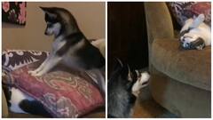 Viral Video: ਕੁੱਤੇ-ਬਿੱਲੀ ਨੇ ਸੋਫੇ ਨੂੰ ਬਣਾ ਦਿੱਤਾ ਅਖਾੜਾ, ਦੋਵਾਂ ਵਿਚਾਲੇ ਹੋਈ ਅਜਿਹੀ 'ਲੜਾਈ' ਕਿ ਨਹੀਂ ਰੁਕੇਗਾ ਤੁਹਾਡਾ ਹਾਸਾ