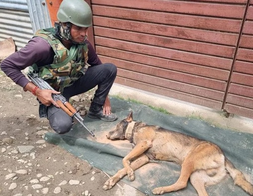 Trending: आतंकवादियों से मुठभेड़ के दौरान भारतीय सेना ने खोया अपना शेरदिल कुत्ता, आज माल्यार्पण समारोह