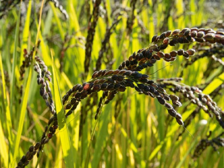 Black rice Cultivation: हाई डिमांड के बावजूद काला चावल नहीं उगाना चाहते किसान, कारण जानकर हैरानी होगी