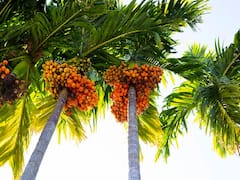 इस स्टेट में खतरे में सुपारी की फसल, कीटों ने की बर्बाद, सरकार ने जारी कर दी इतने करोड़ की सब्सिडी