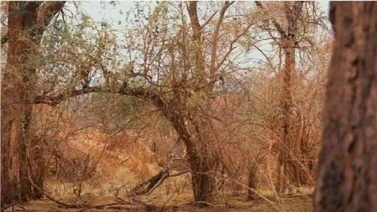 Optical Illusion Can you spot the hidden giraffe in the image in 6 seconds Optical Illusion: লুকিয়ে থাকা জিরাফটিকে খুঁজে বের করতে পারবেন? রইল ৬ সেকেন্ডের চ্যালেঞ্জ