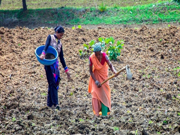 Agriculture Advisory: इस सप्ताह खेतों में क्या करें और क्या ना करें, वैज्ञानिकों ने जारी की खरीफ फसल की एडवायजरी