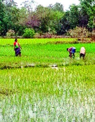 कोकणातील शेतकरी पावसाच्या प्रतिक्षेत