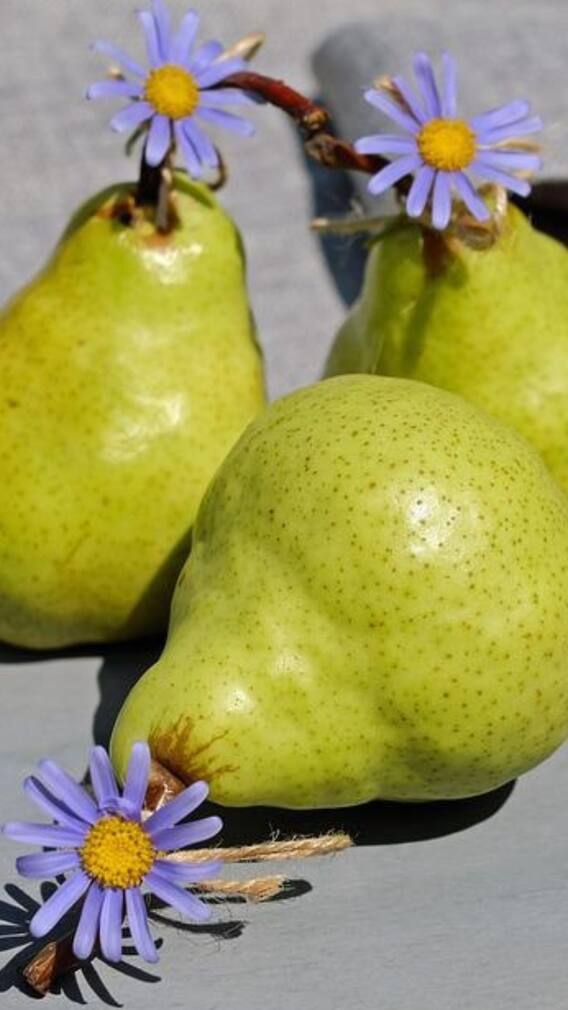 পছন্দ নয়? তাও কেন খাবেন নাসপাতি?