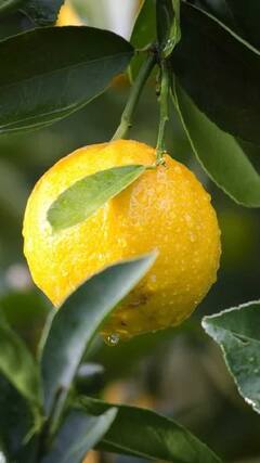 Health Tips : वजन कमी करण्याबरोबरच त्वचेसाठीही लिंबूपाणी गुणकारी!