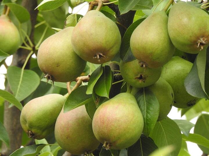 মধুমেহ রোগীদের জন্য দারুণ উপকারী নাসপাতি। অনেকেরই সংশয় থাকে, নাসপাতি মিষ্টি ফল হওয়ার ফলে তা কি রক্তে শর্করার মাত্রা বৃদ্ধি করে? বিশেষজ্ঞরা জানাচ্ছেন, একেবারেই তা নয়। বরং, রক্তে শর্করার মাত্রা নিয়ন্ত্রণে রাখতে সাহায্য করে নাসপাতি।