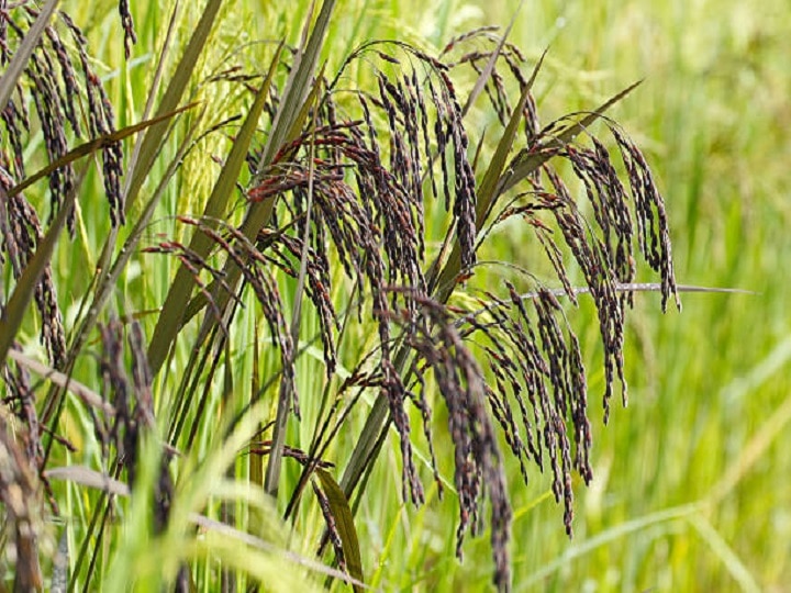 Black rice Cultivation: हाई डिमांड के बावजूद काला चावल नहीं उगाना चाहते किसान, कारण जानकर हैरानी होगी