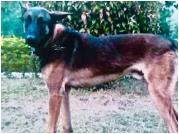 Indian army dog axel killed during encounter with terrorists in kashmir Trending: आतंकवादियों से मुठभेड़ के दौरान भारतीय सेना ने खोया अपना शेरदिल कुत्ता, आज माल्यार्पण समारोह