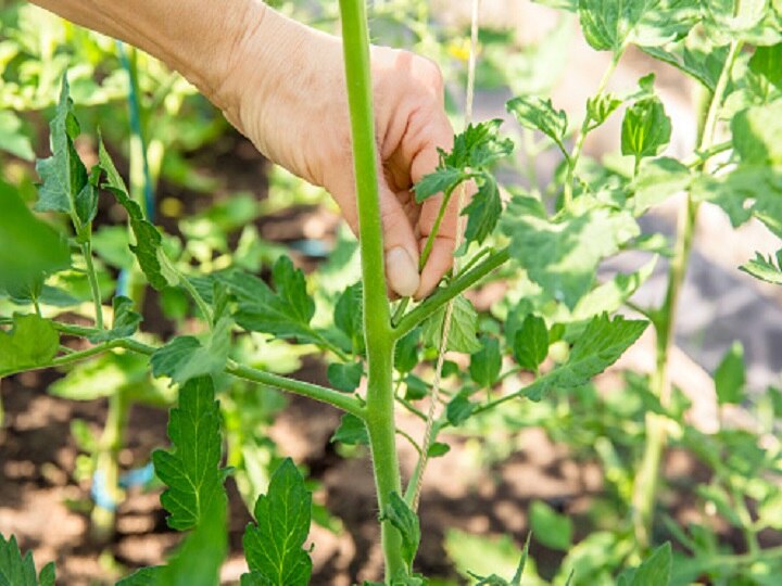 Farming Technique: एक ही पौधे पर लगेंगी 100 से भी ज्यादा सब्जियां, जानें 5 गुना फायदे वाली 3 जी कटिंग विधि के बारे में