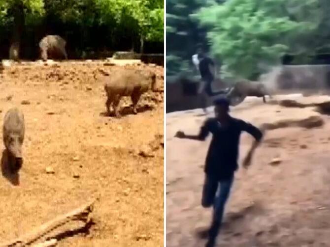 Andhra Pradesh: Visitors Enter Wild Boars' Enclosure In Visakhapatnam Zoo,  Five Arrested