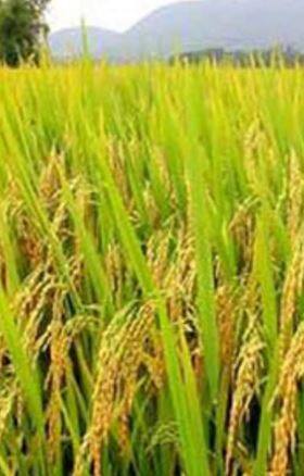 रत्नागिरी जिल्ह्यात शेतकरी पावसाच्या प्रतिक्षेत