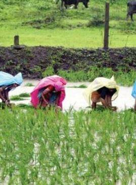 कोकणात भात पिकासाठी पावसाची गरज