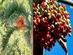 Areca Nut Farming: अगले 70 साल तक लाखों का मुनाफा देगी सुपारी, इस खास विधि से शुरू करें खेती