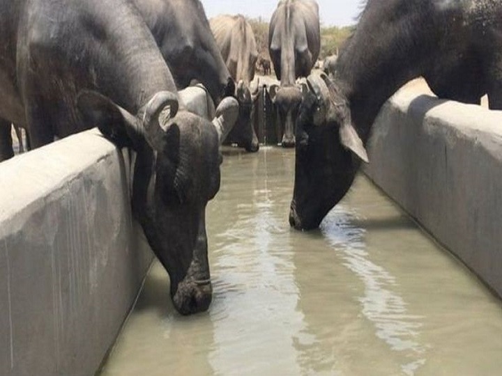 Animal Health Care: અજબ ગજબ ! સરસવના તેલથી વધશે દૂધ ઉત્પાદન, પશુઓને થશે આ ફાયદો