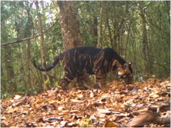 Rare Black Tiger Spotted In Odisha Tiger Reserve Video Viral On Social ...