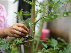 Farming Technique: एक ही पौधे पर लगेंगी 100 से भी ज्यादा सब्जियां, जानें 5 गुना फायदे वाली 3 जी कटिंग विधि के बारे में