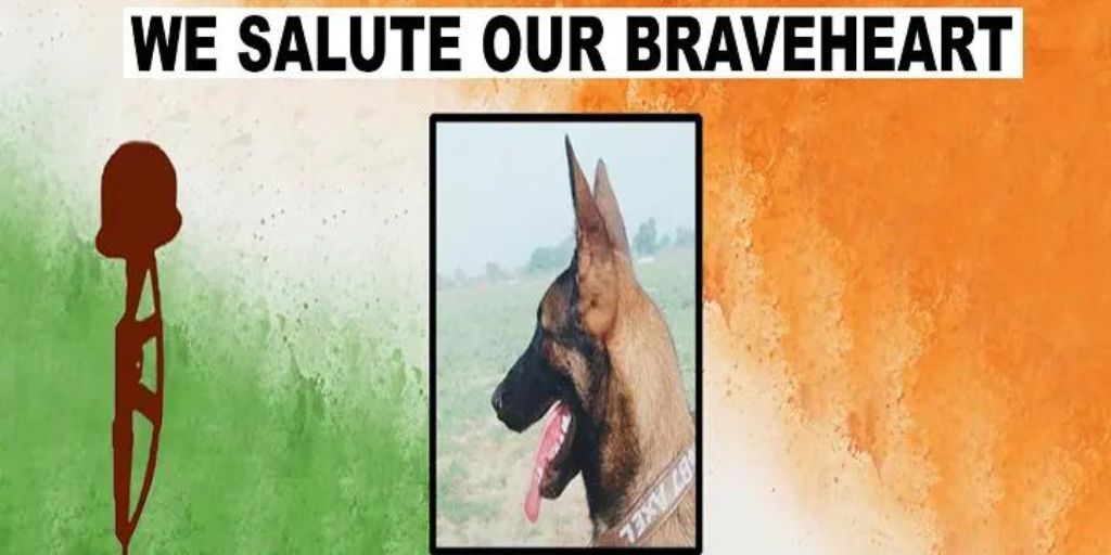 Indian Army Dog Axel Gives Life To Save Soldiers During Anti-terror ...