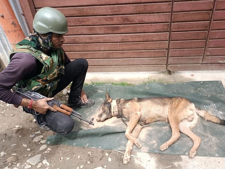 Indian Army Dog Axel Gives Life to Save Soldiers During Anti-terror Operation in J&K, know details Indian Army: డ్యూటీలోనే ప్రాణాలర్పించిన కుక్క, సెల్యూట్ చేసిన ఇండియన్ ఆర్మీ