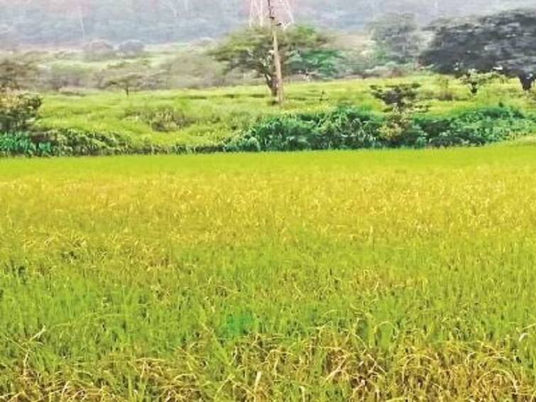 Due to lack of rain in Konkan, rice crop farmers crisis in Ratnagiri district  Ratnagiri Rain : कोकणात पावसानं फिरवली पाठ, रत्नागिरी जिल्ह्यातील भाताचं पीक धोक्यात