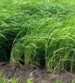 रत्नागिरी जिल्ह्यातील शेतकरी चिंतेत