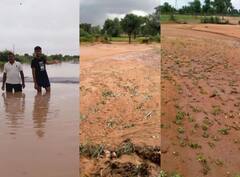 Jodhpur Rain: जोधपुर में भारी बारिश से 40 गांव में हुआ फसलों को नुकसान, मुआवजे के लिए किसान करें ये काम