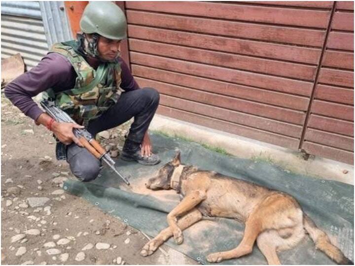 Army Dog Axel: स्निफर डॉग एक्सेल को सेना ने दी श्रद्धांजलि, एनकाउंटर के दौरान आतंकी ने मारी थी गोली Indian Army paid tributes to dog Axel who was killed in terrorist encounter in Jammu Kashmir ANN Army Dog Axel: स्निफर डॉग एक्सेल को सेना ने दी श्रद्धांजलि, एनकाउंटर के दौरान आतंकी ने मारी थी गोली