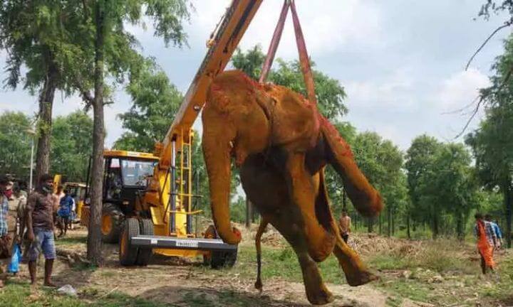 திருச்சி: உடல்நலம் பாதிக்கப்பட்ட ராஜபாளையம் யானை ரோகினி உயிரிழந்தது