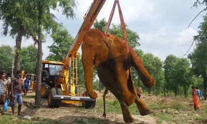 Trichy: Rajapalayam elephant Rohini died due to ill health திருச்சி: உடல்நலம் பாதிக்கப்பட்ட ராஜபாளையம் யானை ரோகினி உயிரிழந்தது