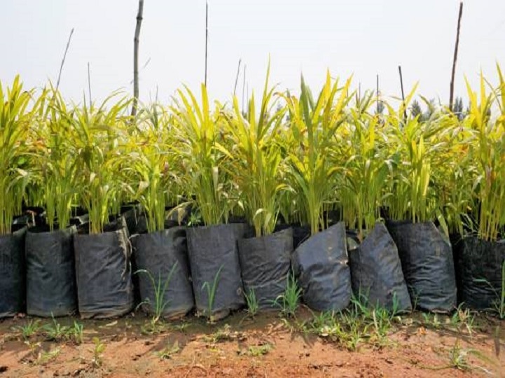 Areca Nut Farming: अगले 70 साल तक लाखों का मुनाफा देगी सुपारी, इस खास विधि से शुरू करें खेती