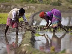 Agriculture Advisory: इस सप्ताह खेतों में क्या करें और क्या ना करें, वैज्ञानिकों ने जारी की खरीफ फसल की एडवायजरी