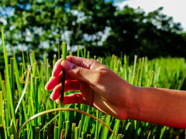 Herbal Farming: नोट छापने का साधन है खस का पौधा, खेती के साथ प्रोसेसिंग करके कमा सकते हैं मोटा पैसा
