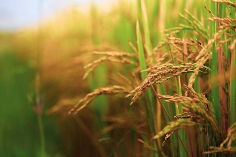 East Burdwan rain deficit fear of massive loss in Aman paddy cultivation বৃষ্টির আকাল, বর্ধমান জেলা জুড়ে আমন ধান-চাষে ব্যাপক ক্ষতির আশঙ্কা