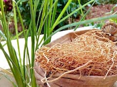 Herbal Farming: नोट छापने का साधन है खस का पौधा, खेती के साथ प्रोसेसिंग करके कमा सकते हैं मोटा पैसा