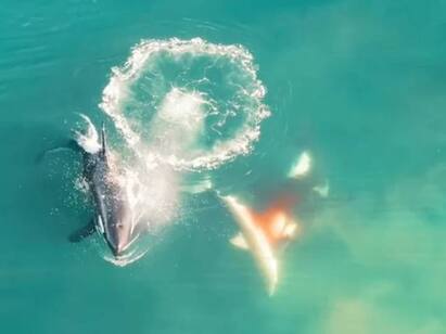 3 killer whales rip apart great white shark viral video Video : சுறாவை வேட்டையாடிய திமிங்கலங்கள்... ரத்தம் சொட்ட சொட்ட நடந்த சண்டை.. அதிர்ச்சி வீடியோ..
