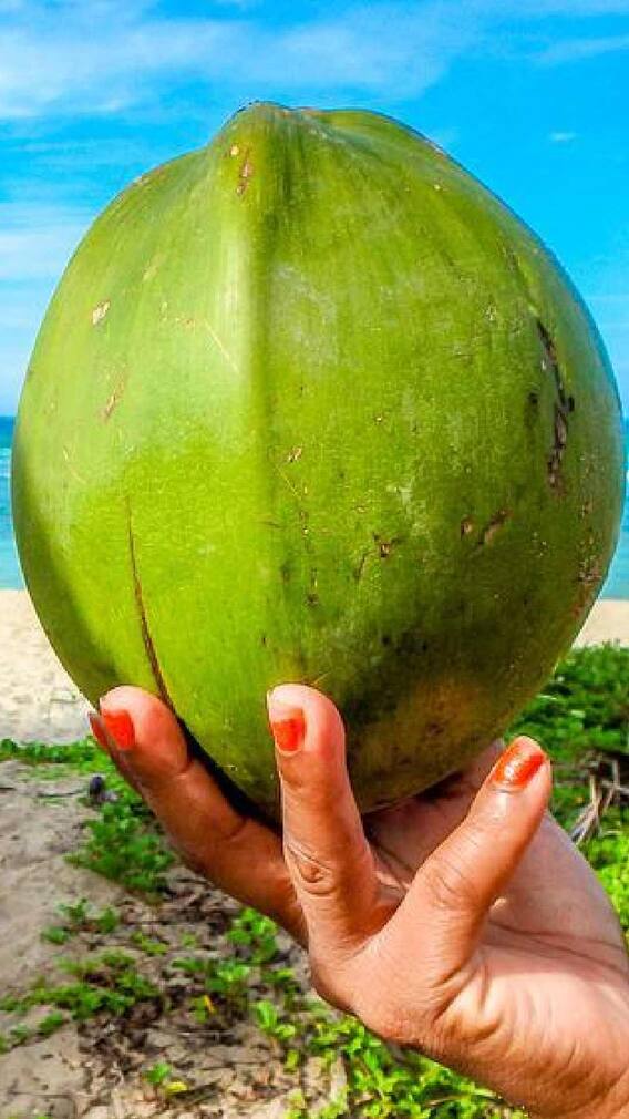 Health Tips: शरीर में पानी की कमी को पूरा करने के लिए नारियल पानी है बेहतरीन उपाय!