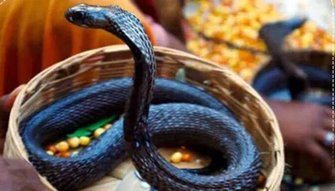 સાપ પકડવો-સ્વપ્ન શાસ્ત્ર અનુસાર જો તમે સ્વપ્નમાં સાપ પકડેલા જોશો તો તમને ધનની પ્રાપ્તિ થાય છે અને પરેશાનીઓ દૂર થાય છે. આ એક સારો સંકેત માનવામાં આવે છે.