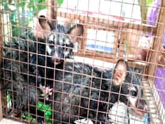 சீர்காழியில் உயிருக்கு போராடிய 3 மரநாய் குட்டிகள் - பத்திரமாக மீட்ட வனத்துறை