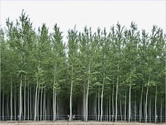 ऑन डिमांड होती है इस पेड़ की खेती, इस तरह करेंगे बुवाई तो होगी छप्परफाड़ कमाई