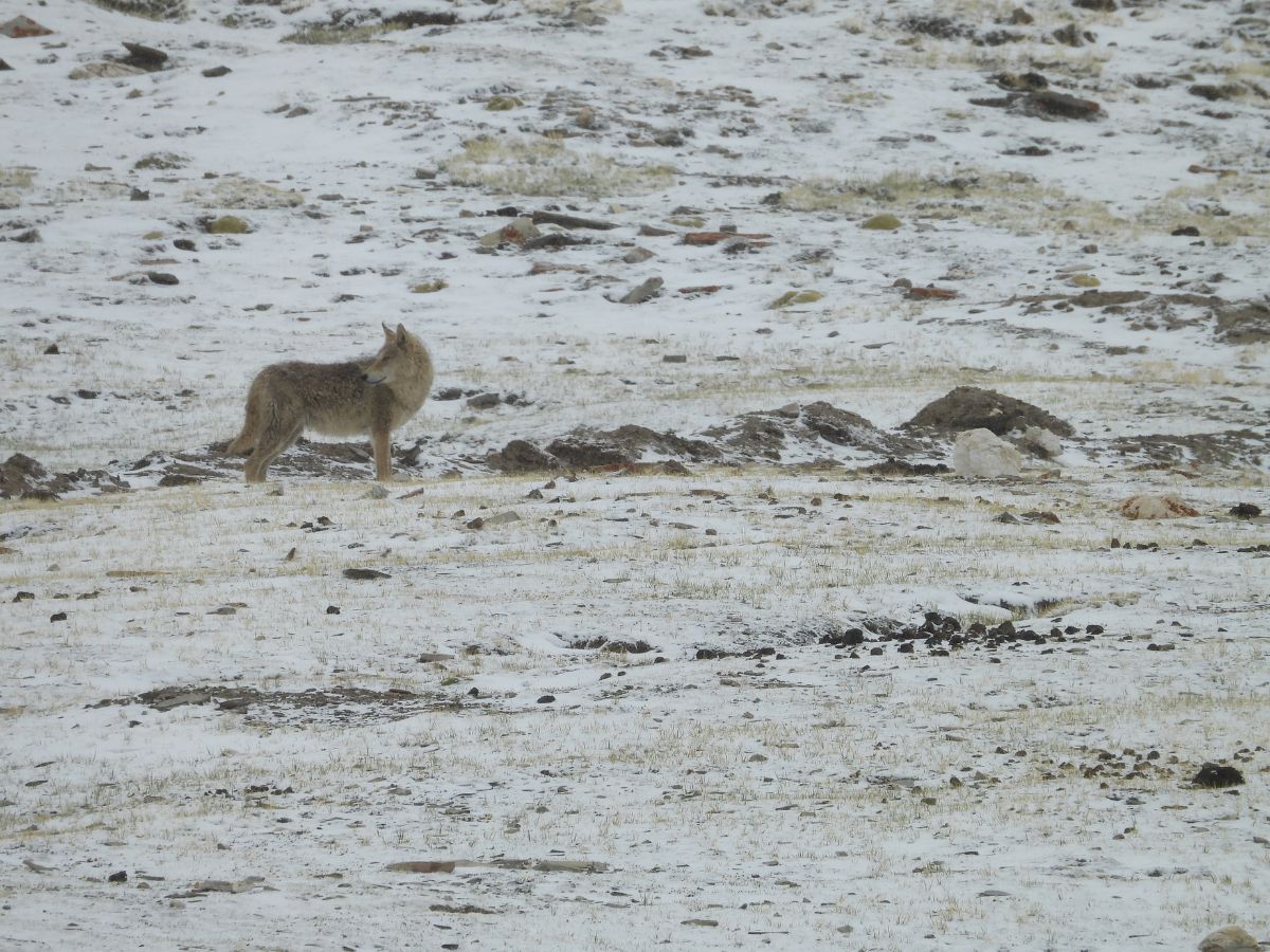 Eurasian Magpie, Mongolian Finch, Himalayan Vulture & More — Take A Ladakh Birding Tour To Lift Your Senses