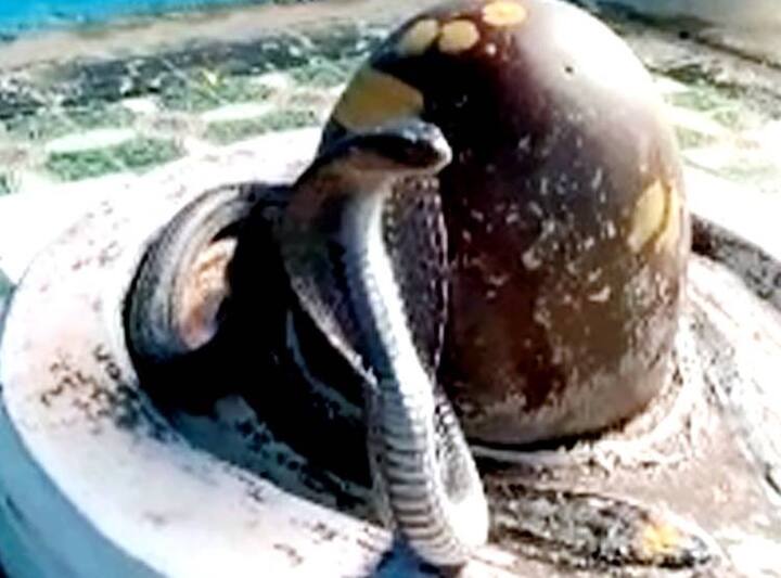 શિવલિંગની આસપાસ સાપ વીંટળાયેલો-જો તમે સપનામાં શિવલિંગની આસપાસ સાપ લપેટાયેલો જુઓ છો તો તેનો અર્થ એ છે કે તમારી કેટલીક ઈચ્છાઓ જલ્દી પૂર્ણ થવા જઈ રહી છે.તમને ભગવાન મહાદેવના આશીર્વાદ મળવાના છે. જ્યારે આવું સ્વપ્ન આવે તો શિવ મંદિરમાં જઈને શિવલિંગને જળ ચઢાવો.