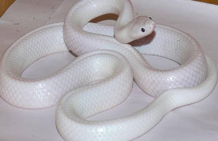 સફેદ સાપ - જો આપના સપનામાં સફેદ સાપ દેખાય તો તે શુભ માનવામાં આવે છે.