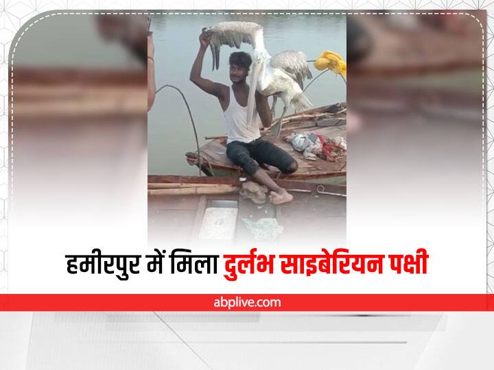 Hamirpur News Rare Saiberian crane found flowing in the confluence of Yamuna-Betwa rivers ANN Hamirpur News: यमुना-बेतवा नदियों के संगम में बहता मिला दुर्लभ साइबेरियन पक्षी, नाविकों ने बचाकर सुरक्षित स्थान पर छोड़ा